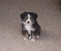 Manor, a male Toy Australian Shepherd for sale in Normangee, TX – 1 of 5