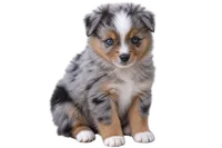 Wimberly, a female Toy Australian Shepherd for sale in Normangee, TX – 3 of 3