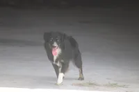 Shadow, a male Toy Australian Shepherd for sale in Normangee, TX – 3 of 3