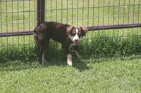 Rojo, a male Toy Australian Shepherd for sale in Normangee, TX – 6 of 7