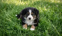Manor, a male Toy Australian Shepherd for sale in Normangee, TX – 4 of 5