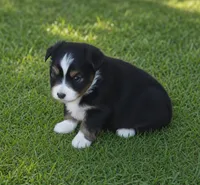 Weston, a male Toy Australian Shepherd for sale in Normangee, TX – 2 of 3