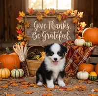 Waco, a male Toy Australian Shepherd for sale in Normangee, TX – 4 of 4