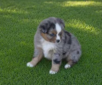 Wimberly, a female Toy Australian Shepherd for sale in Normangee, TX – 1 of 3