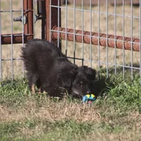 Coal, a male Toy Australian Shepherd for sale in Normangee, TX – Photo 6 of 9