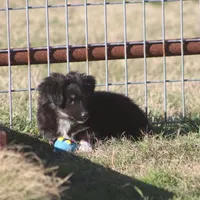 Coal, a male Toy Australian Shepherd for sale in Normangee, TX – Photo 4 of 9
