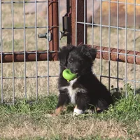 Coal, a male Toy Australian Shepherd for sale in Normangee, TX – Photo 7 of 9