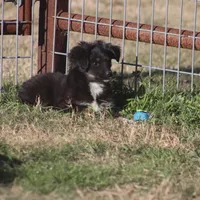 Coal, a male Toy Australian Shepherd for sale in Normangee, TX – Photo 8 of 9