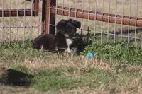 processed/bb2818a1-3faa-48f4-aea8-a0681eb6ffb4/listing/ae096a6c-6cef-4b4c-9f79-39f2b7aeaf9c/4614b9ec-cba2-466b-ac3b-6cc42de22d49