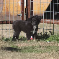 Coal, a male Toy Australian Shepherd for sale in Normangee, TX – Photo 1 of 9