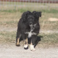 Coal, a male Toy Australian Shepherd for sale in Normangee, TX – Photo 2 of 9
