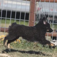 Coal, a male Toy Australian Shepherd for sale in Normangee, TX – Photo 3 of 9
