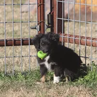 Coal, a male Toy Australian Shepherd for sale in Normangee, TX – Photo 9 of 9