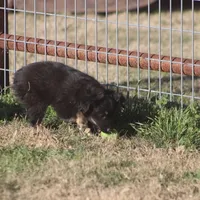 Coal, a male Toy Australian Shepherd for sale in Normangee, TX – Photo 5 of 9