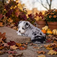Avery, a female Toy Australian Shepherd for sale in Normangee, TX – 1 of 3