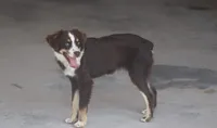 Rojo, a male Toy Australian Shepherd for sale in Normangee, TX – 2 of 7