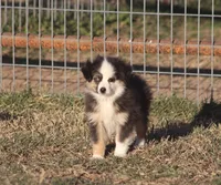 Caleb, a male Toy Australian Shepherd for sale in Normangee, TX – Photo 1 of 9