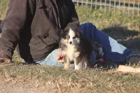 Caleb, a male Toy Australian Shepherd for sale in Normangee, TX – Photo 8 of 9