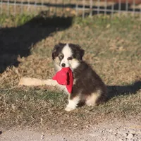 Caleb, a male Toy Australian Shepherd for sale in Normangee, TX – Photo 6 of 9