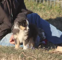 Caleb, a male Toy Australian Shepherd for sale in Normangee, TX – Photo 7 of 9