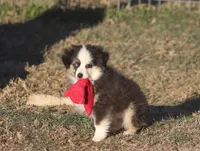 Caleb, a male Toy Australian Shepherd for sale in Normangee, TX – Photo 3 of 9
