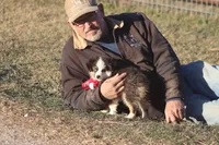Caleb, a male Toy Australian Shepherd for sale in Normangee, TX – Photo 2 of 9