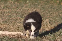 Caleb, a male Toy Australian Shepherd for sale in Normangee, TX – Photo 4 of 9