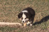 Caleb, a male Toy Australian Shepherd for sale in Normangee, TX – Photo 5 of 9