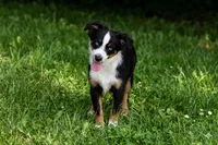 Cody, a male Toy Australian Shepherd for sale in Normangee, TX – 3 of 4