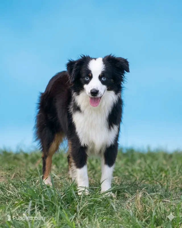 Hunter – Toy Australian Shepherd puppy for sale in Normangee, TX
