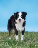 Hunter, a male Toy Australian Shepherd for sale in Normangee, TX – 1 of 6