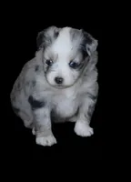 Bailey, a female Toy Australian Shepherd for sale in Normangee, TX – 2 of 5