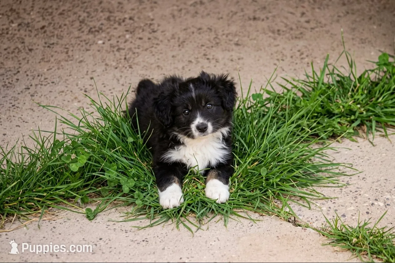 Maggie, a female Toy Australian Shepherd for sale in Normangee, TX – 1 of 4