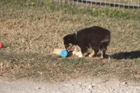 Briggs (tiny), a male Toy Australian Shepherd for sale in Normangee, TX – Photo 6 of 6