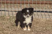Briggs (tiny), a male Toy Australian Shepherd for sale in Normangee, TX – Photo 1 of 6