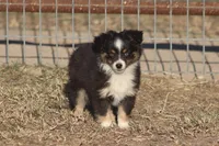 Briggs (tiny), a male Toy Australian Shepherd for sale in Normangee, TX – Photo 2 of 6