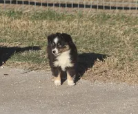 Briggs (tiny), a male Toy Australian Shepherd for sale in Normangee, TX – Photo 4 of 6
