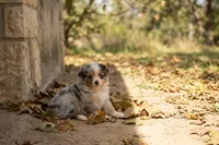 Kirby, a male Toy Australian Shepherd for sale in Normangee, TX – 3 of 4