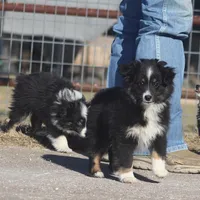 Jasper, a male Toy Australian Shepherd for sale in Normangee, TX – Photo 3 of 7