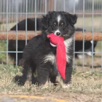 Jasper, a male Toy Australian Shepherd for sale in Normangee, TX – Photo 2 of 7