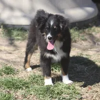 Jasper, a male Toy Australian Shepherd for sale in Normangee, TX – Photo 7 of 7