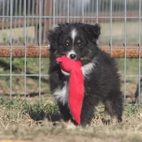 Jasper, a male Toy Australian Shepherd for sale in Normangee, TX – Photo 1 of 7