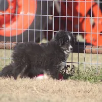 Jasper, a male Toy Australian Shepherd for sale in Normangee, TX – Photo 4 of 7