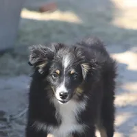 Jasper, a male Toy Australian Shepherd for sale in Normangee, TX – Photo 6 of 7