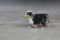 Rains Tiny BMM, a male Toy Australian Shepherd for sale in Normangee, TX – Photo 3 of 4