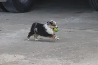 Rains Tiny BMM, a male Toy Australian Shepherd for sale in Normangee, TX – Photo 2 of 4