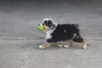 Rains Tiny BMM, a male Toy Australian Shepherd for sale in Normangee, TX – Photo 4 of 4