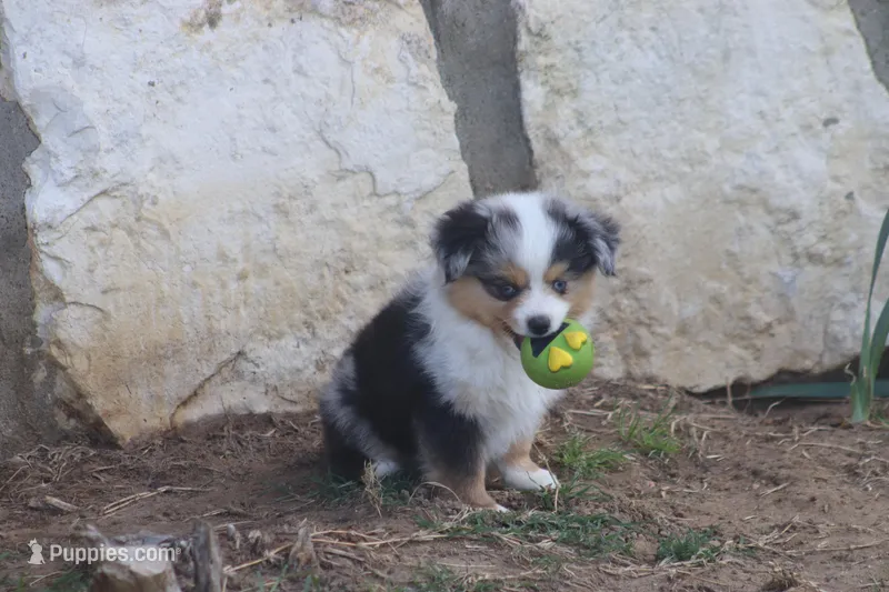 Rains Tiny BMM, a male Toy Australian Shepherd for sale in Normangee, TX – Photo 1 of 4