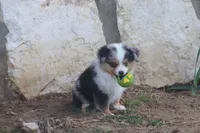 Rains Tiny BMM, a male Toy Australian Shepherd for sale in Normangee, TX – Photo 1 of 4