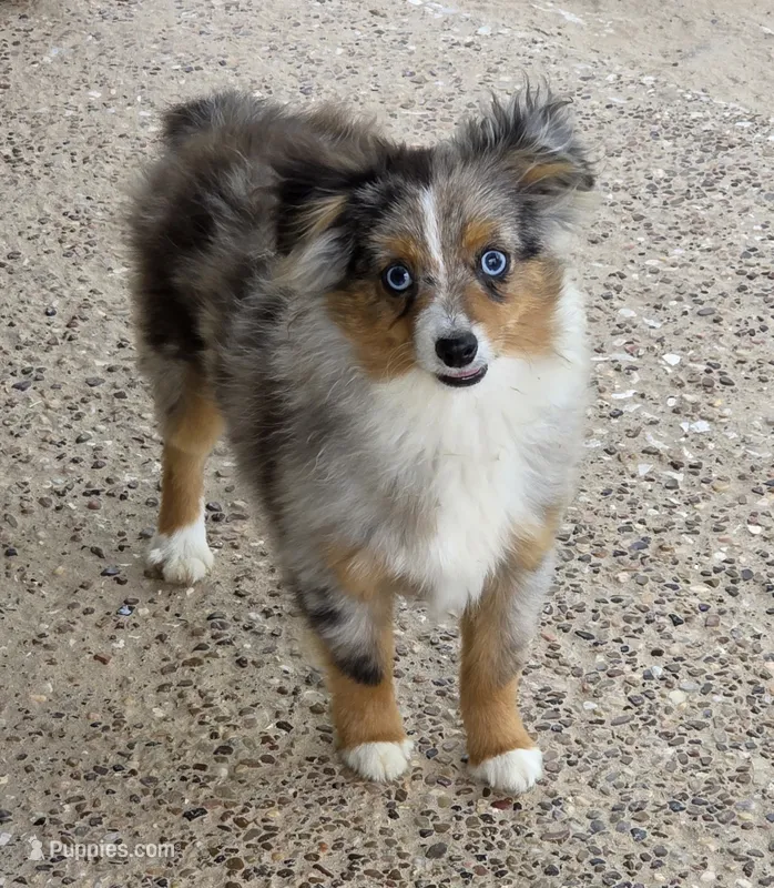 Snoopy (Teacup) – Toy Australian Shepherd puppy for sale in Normangee, TX